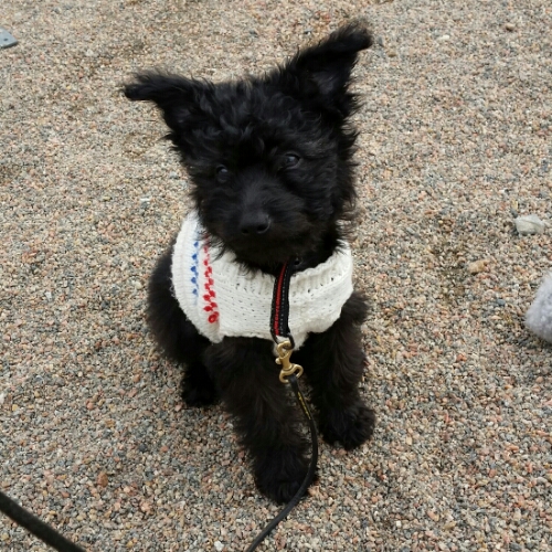 IMG_20160403_133323.jpg image