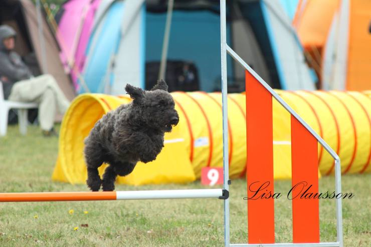 Pumi Jilla pumivalpar valpar ullmarkens kennel ullmarken