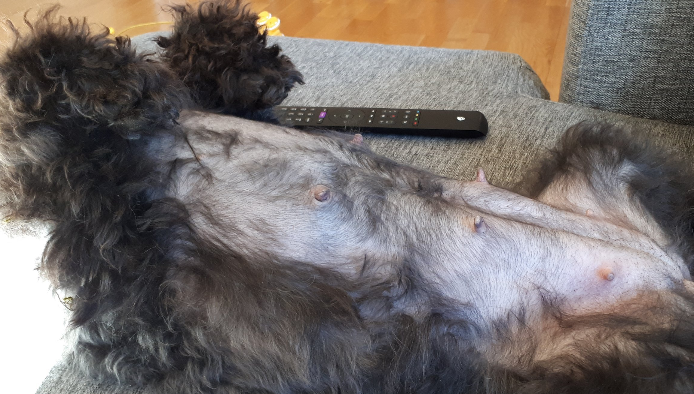 pumi pumivalp pumikennel kennel