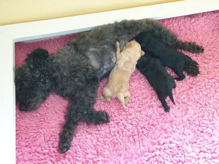 pumivalpar ullmarkens pumi