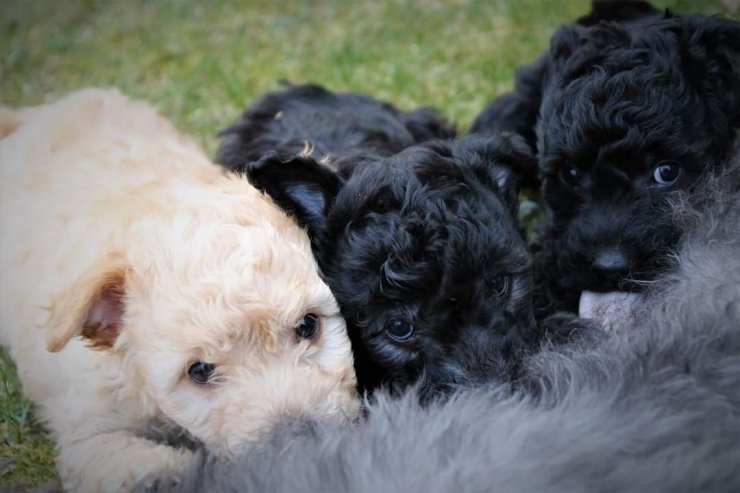 pumi valp ullmarkens kennel