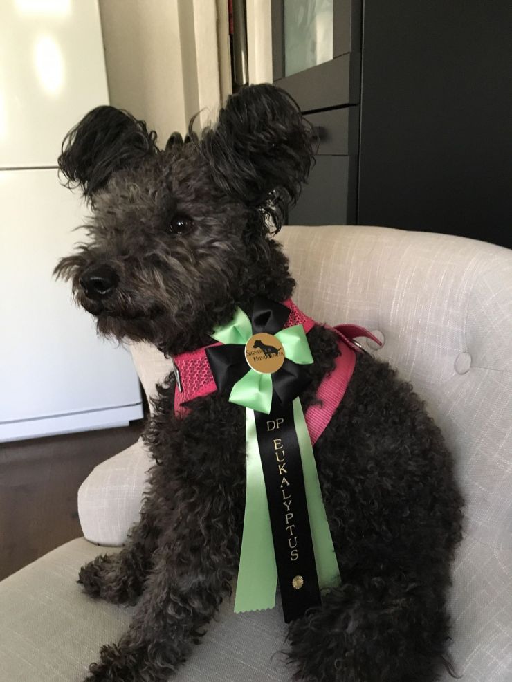 Tassa pumi Ullmarkens kennel