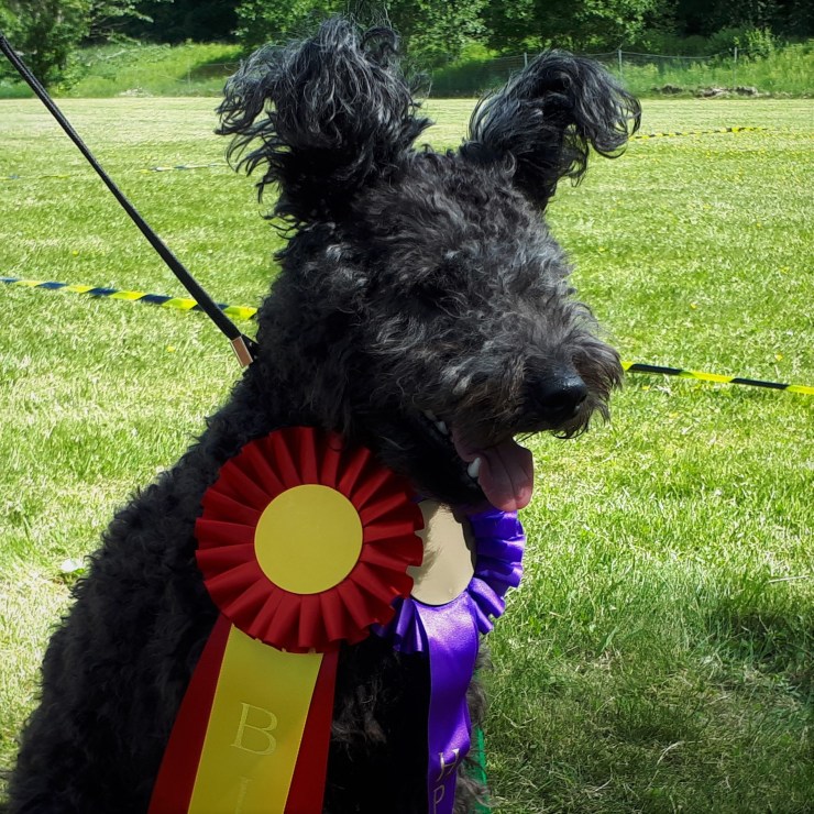 Tassa pumi ullmarkens