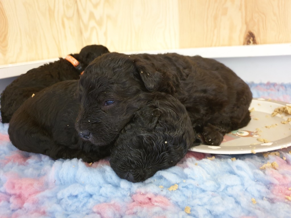 pumi ullmarkens pumikennel ullmarken jessica af ekenstam