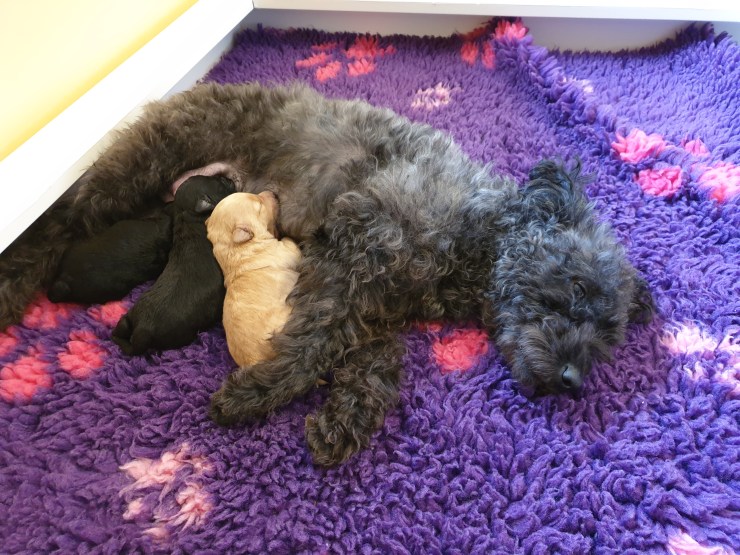 Maktex Ehxtaz "Jilla"