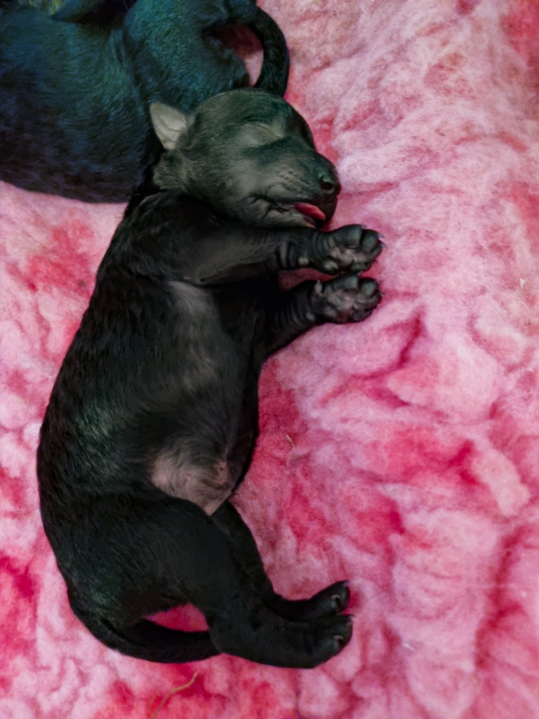 Pumivalp pumi valp ullmarkens kennel